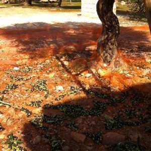 Olio Salve, Olio extravergine di oliva, Salento, Salve, Polesine