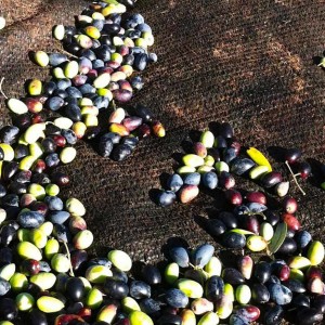 Olio Salve, Olio extravergine di oliva, Salento, Salve, Polesine