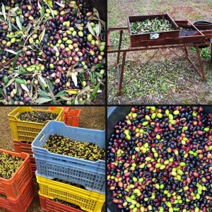 Olio Salve, Olio extravergine di oliva, Salento, Salve, Polesine