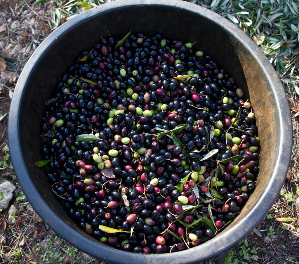 Olio Salve, Olio extravergine di oliva, Salento, Salve, Polesine, setaccio, raccolta delle olive, 