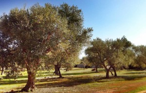 Olio Salve, Olio extravergine di oliva, Salento, Salve, Polesine