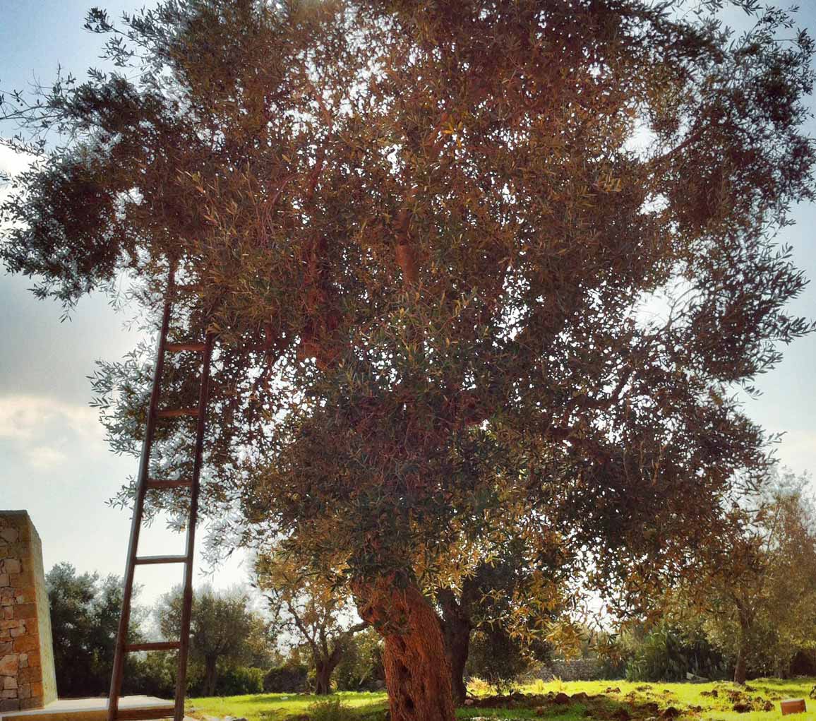 Olio Salve, Olio extravergine di oliva, Salento, Salve, Polesine