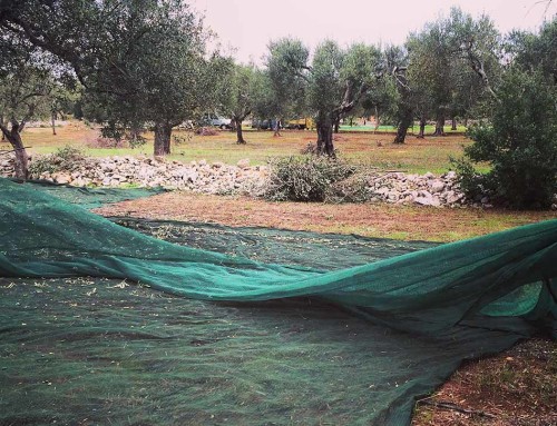 Dall’albero al frantoio: ecco come avviene la raccolta delle olive. #3