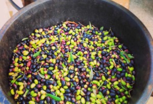 Olio Salve | Rovigo