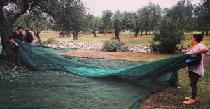 Olio Salve | Rovigo