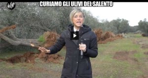 Xylella, eradicazioni e responsabilità: Nadia Toffa in Salento