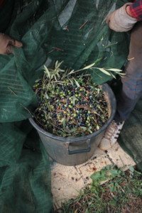 Olio Salve, Olio extravergine di oliva, Salento, Salve, Polesine