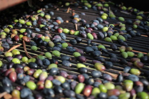Olio Salve, Olio extravergine di oliva, Salento, Salve, Polesine