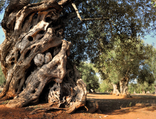 Storia dell’olivo e dei suoi frutti